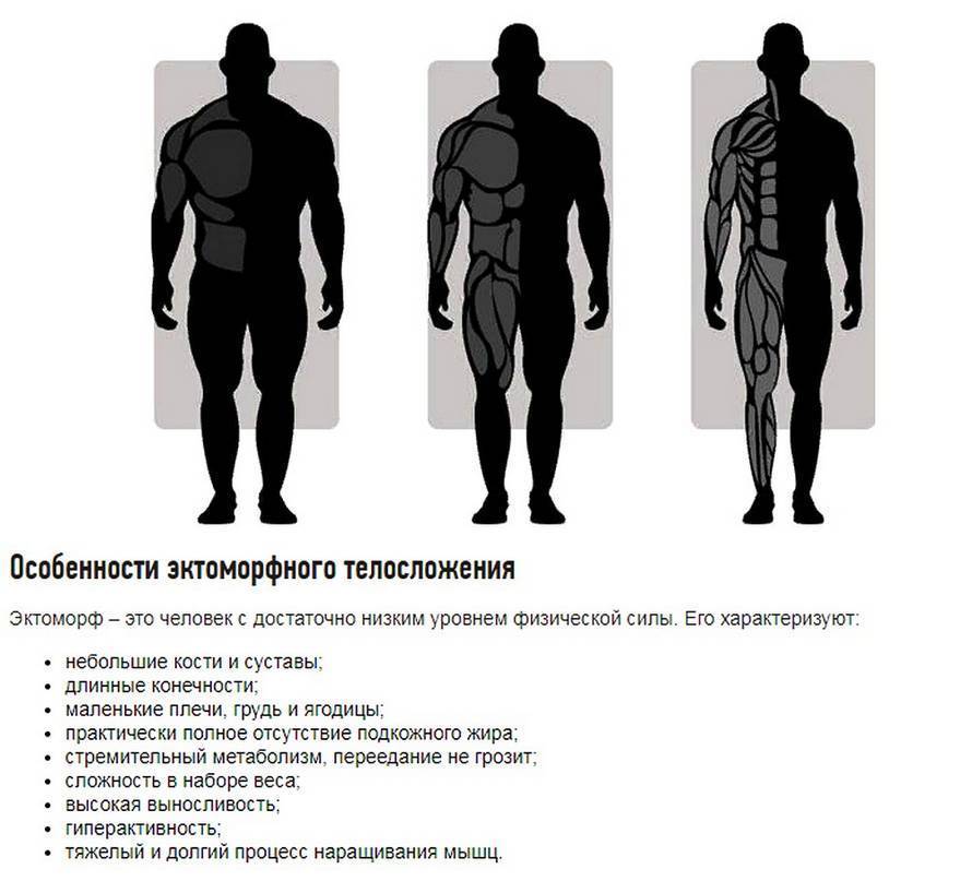 Эктоморф, эндоморф и мезоморф: как тренироваться при каждом типе телосложения