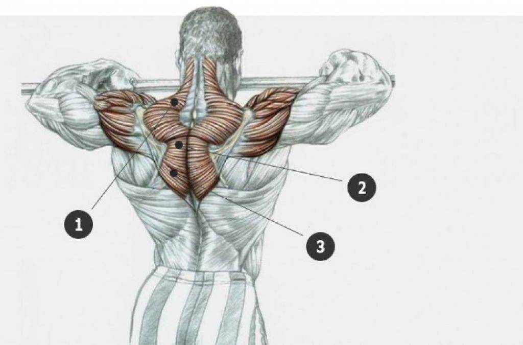Упражнения на трапециевидную мышцу спины с гантелями для женщин