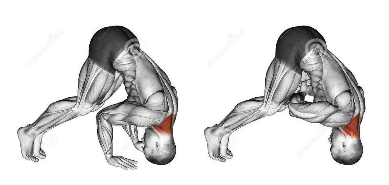 Как накачать мышцы шеи: обзор лучших упражнений