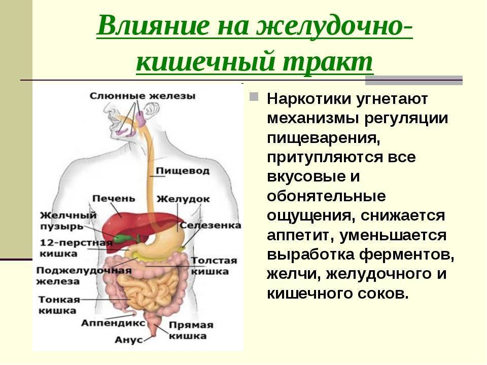 Пациентам: как переваривается пища в организме человека?