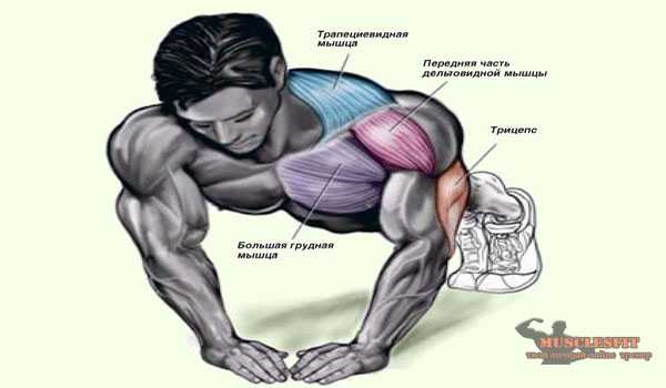 Как накачать трапецию: эффективная тренировка трапециевидной мышцы