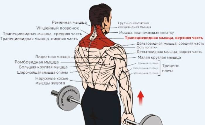 Упражнения на трапецию с гантелями: советы тренера - tony.ru