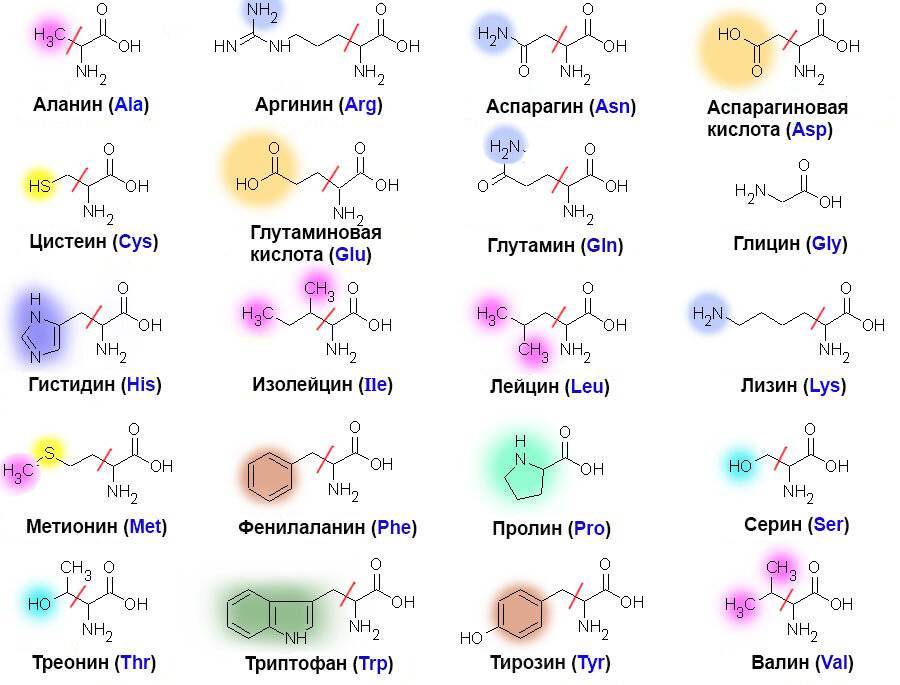 Аминокислоты: разновидности, эффекты и схемы приема