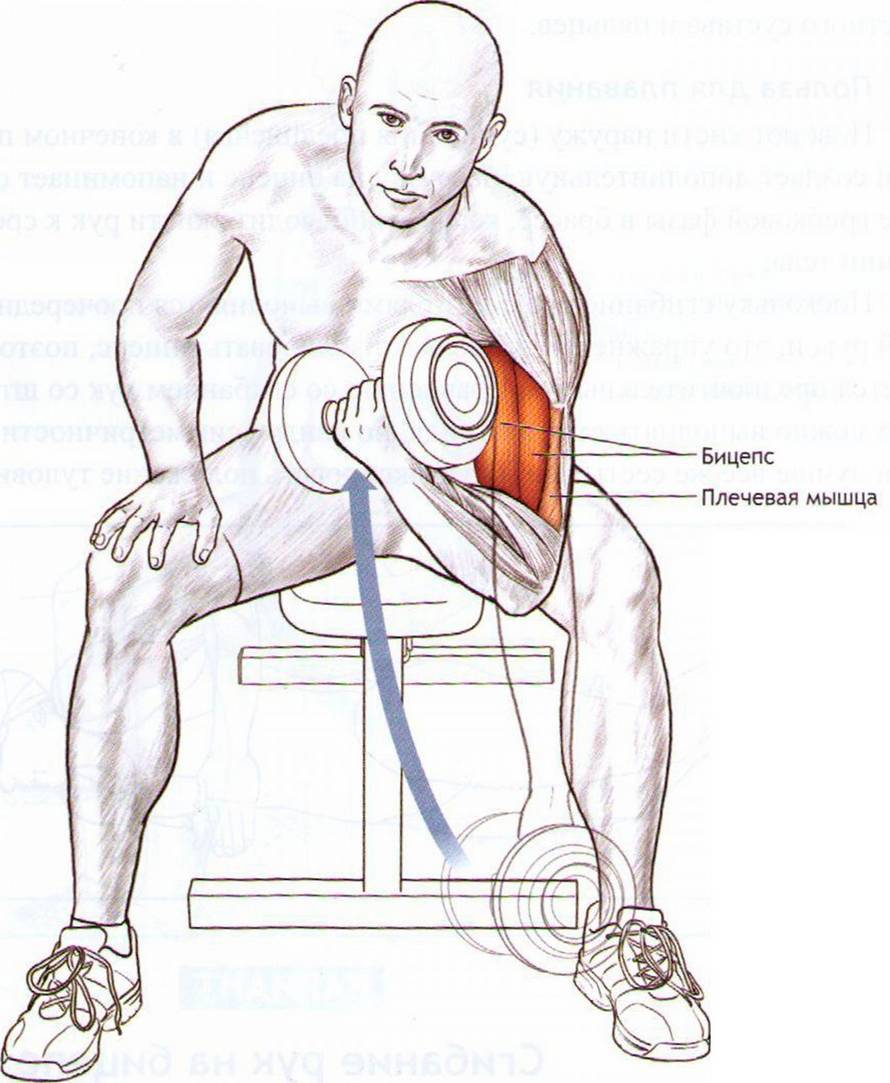 Домашняя тренировка с гантелями для набора мышечной массы