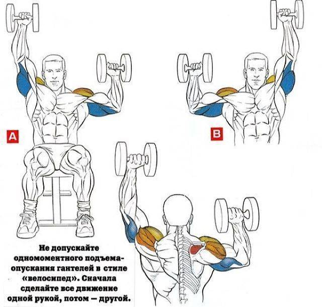 Программа тренировок дома с гантелями для мужчин для набора мышечной массы