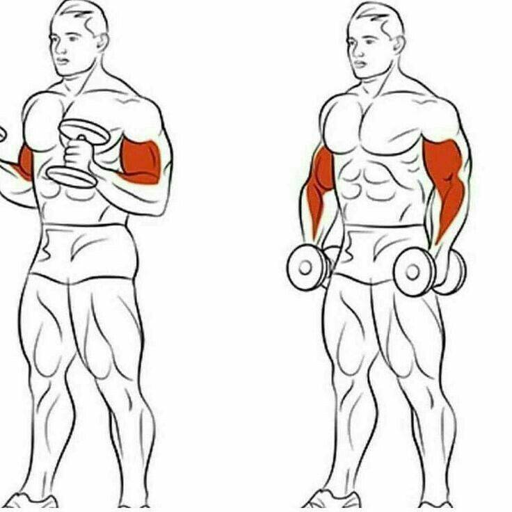 Как заполучить большие мышцы в короткие сроки по науке