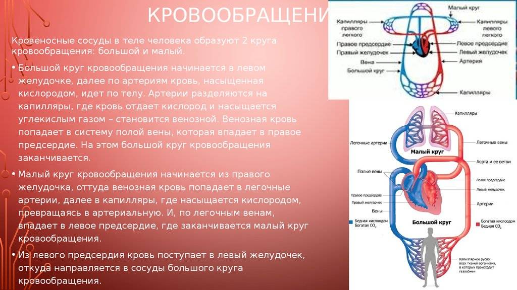 Схема системы кровообращения