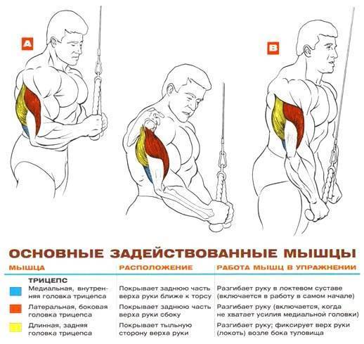 Методическая разработка по физкультуре на тему: методика обучения техники сгибания и разгибания рук в упоре лёжа
