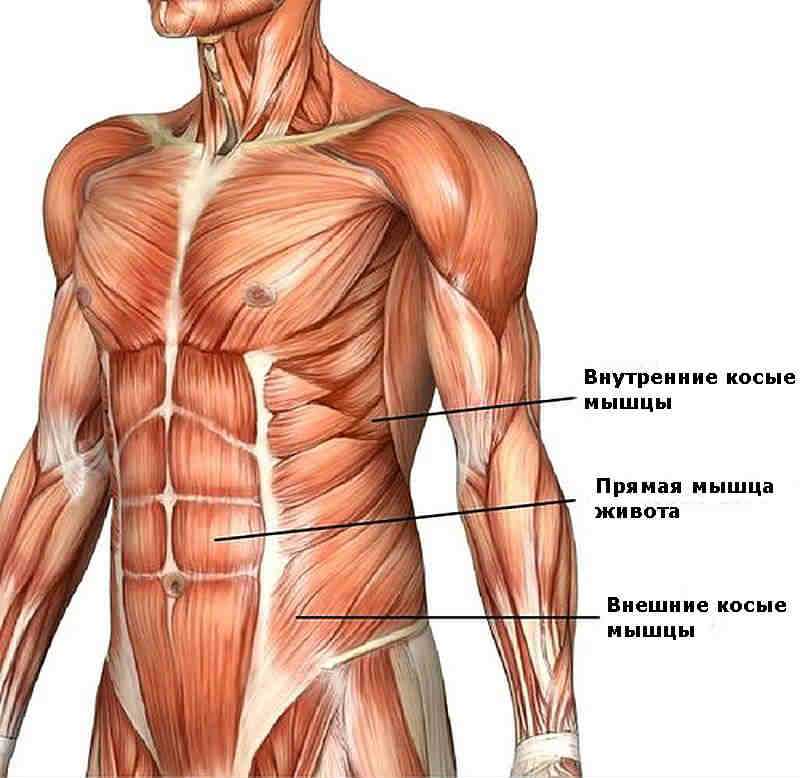 Мышцы живота: строение и функции