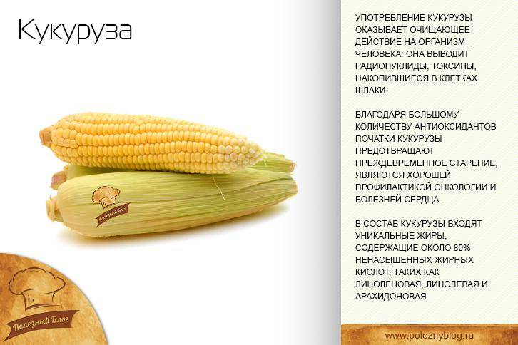 Кукуруза: калорийность на 100 грамм, в 1 шт., польза, вред, витамины, минералы – хорошие привычки