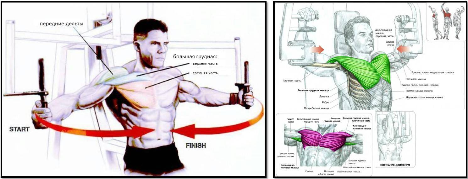 Сведение рук в тренажере бабочка сидя: техника выполнения и какие мышцы работают | irksportmol.ru