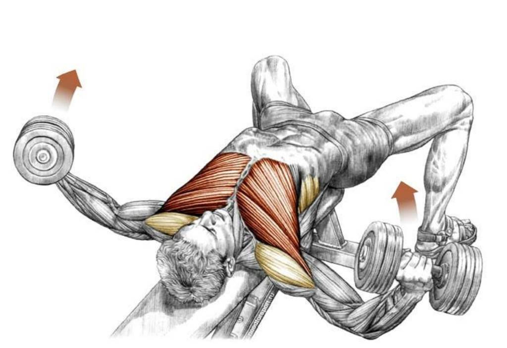 Топ-10 упражнений для мышц груди с гантелями (фото)