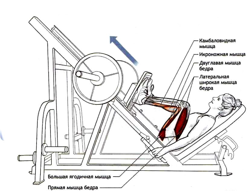 Жим ногами в тренажере: техника выполнения, работающие мышцы