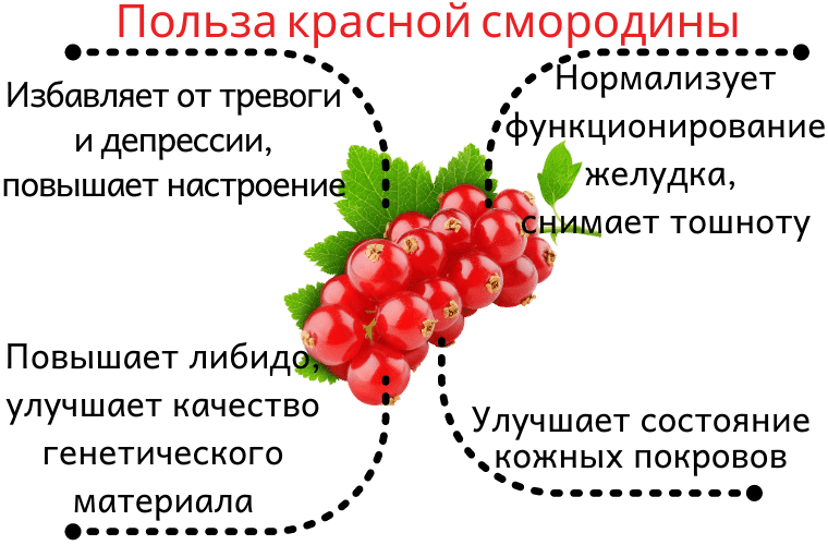 Белая смородина: рецепты, польза и вред, как едят