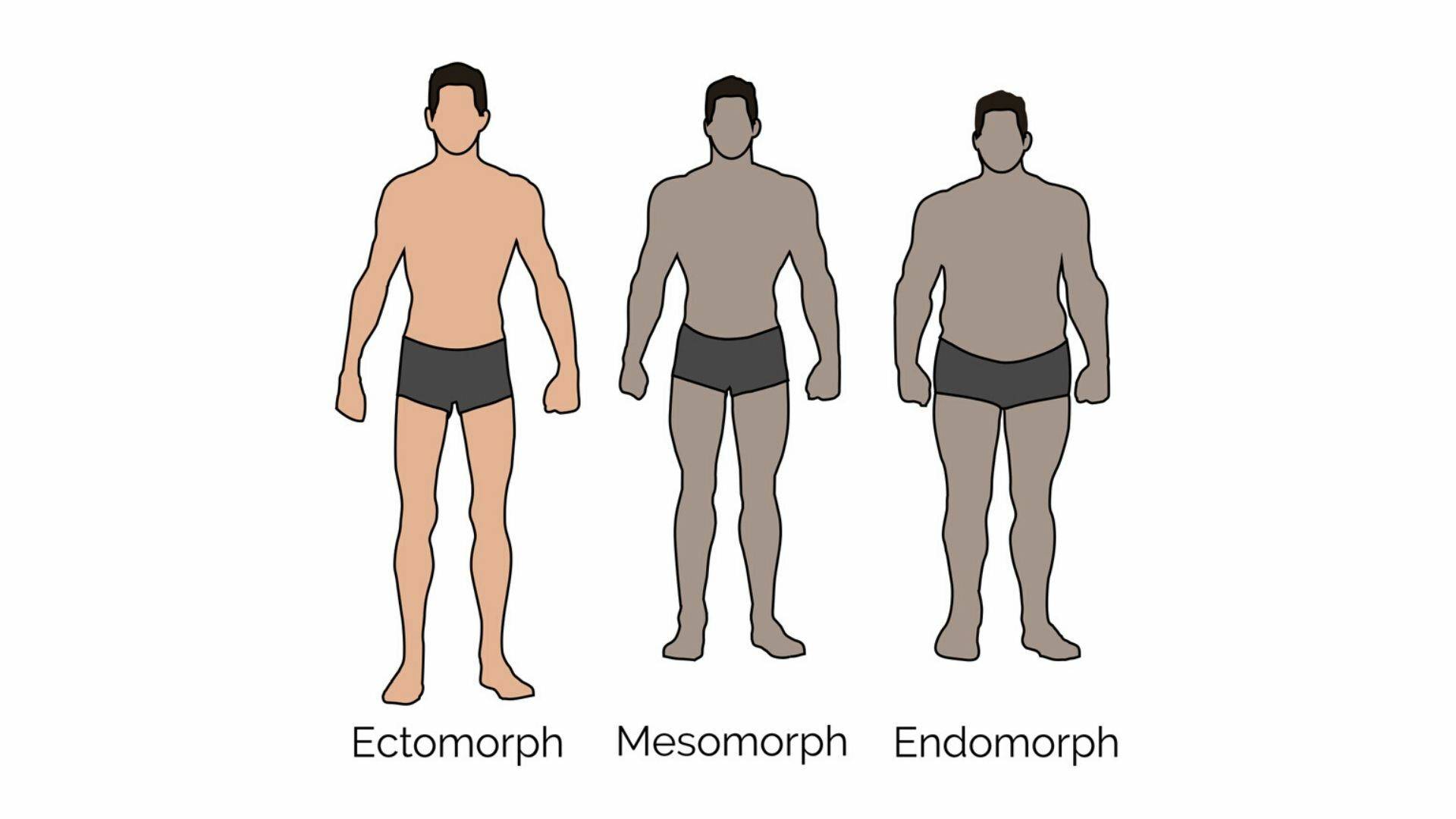 Как узнать свой соматотип: эктоморф, мезоморф или эндоморф