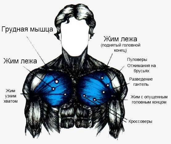 Как накачать грудные мышцы в домашних условиях? лучшие упражнения для мужчин