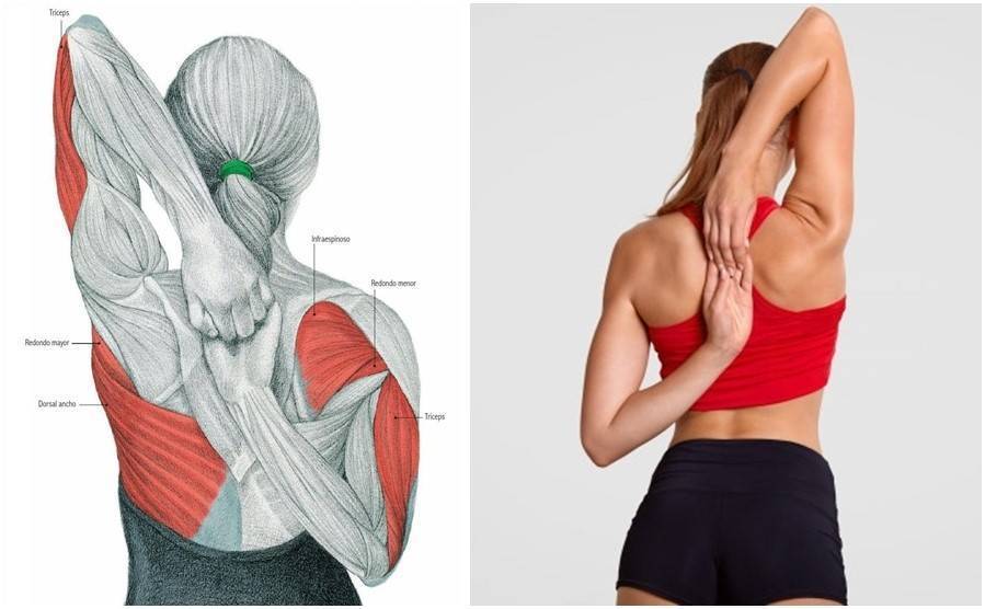 Упражнения для укрепления мышц плечевого пояса - гимнастика: упражнения и инвентарь