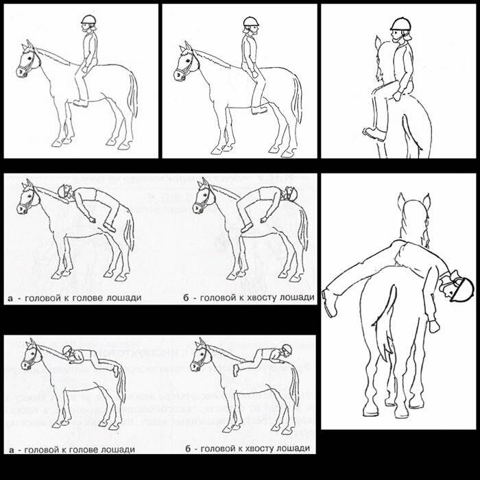 Как управлять лошадью верхом для начинающих картинки с цифрами