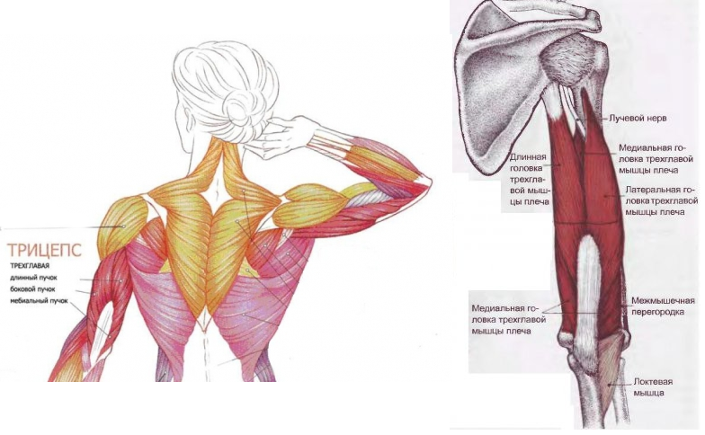 Трицепс мышца. Крепление трехглавой мышцы плеча. Длинная головка трицепса анатомия. Медиальная головка трехглавой мышцы плеча. Трицепс трехглавая мышца плеча анатомия.