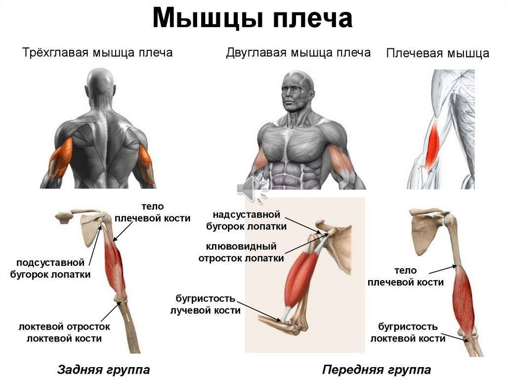 Почему ваши мышцы не растут?! - dailyfit