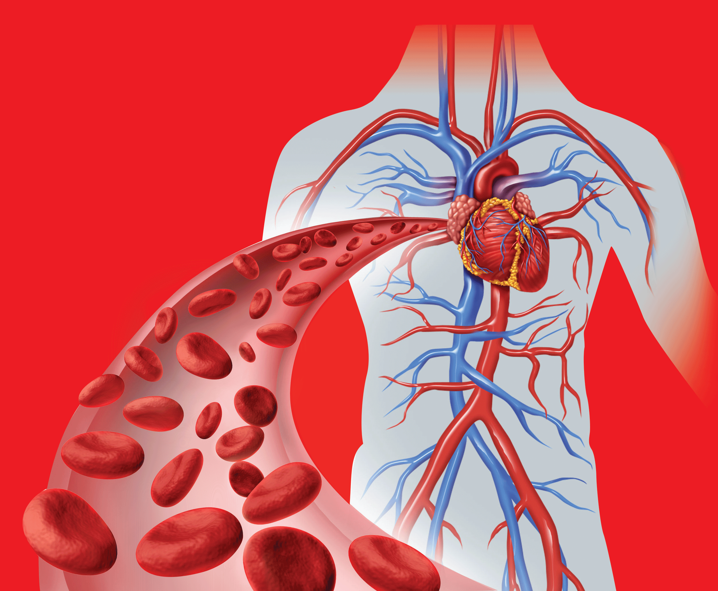 В легких кровь насыщается. Сосудистая система человека. Система кровообращения человека. Кровеносная система сердца. Сосуды сердца.