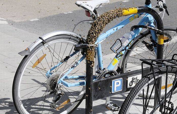 Что делать если украли велосипед из подъезда