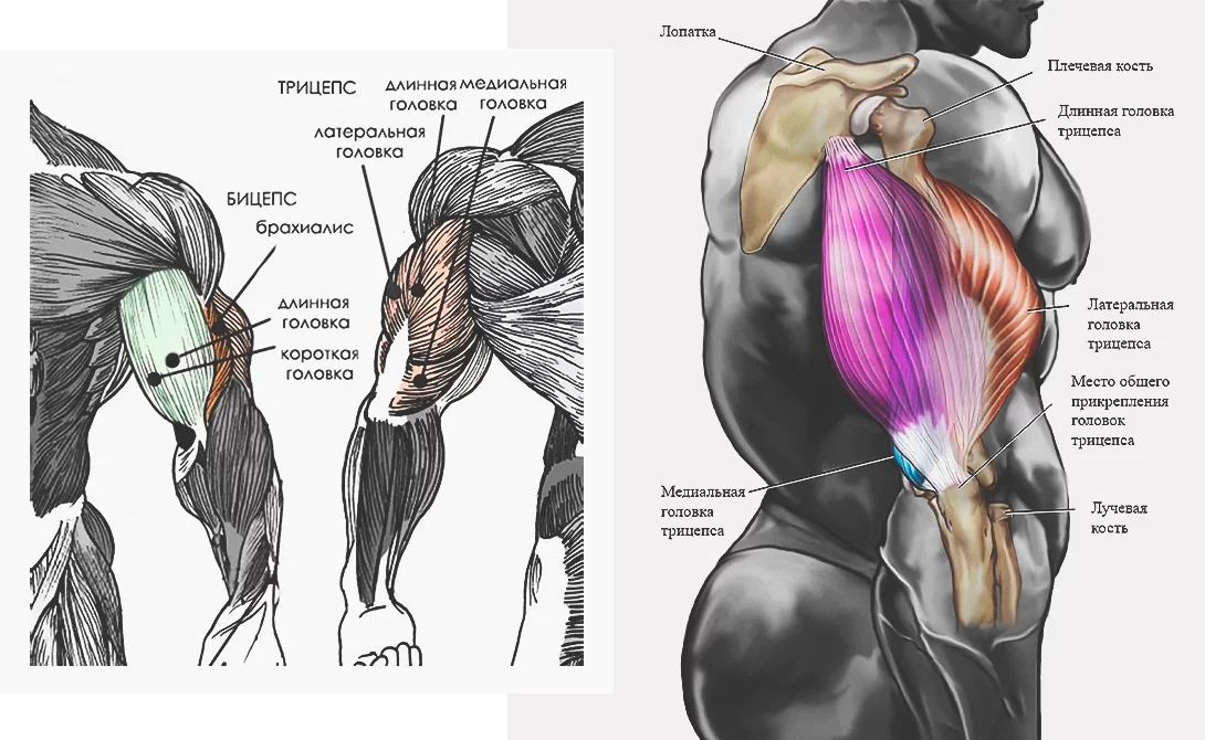 Как накачать длинную. Трехглавая мышца плеча анатомия. Мышцы руки анатомия бицепс трицепс. Длинная головка трицепса плеча. Латеральная головка трехглавой мышцы бедра.