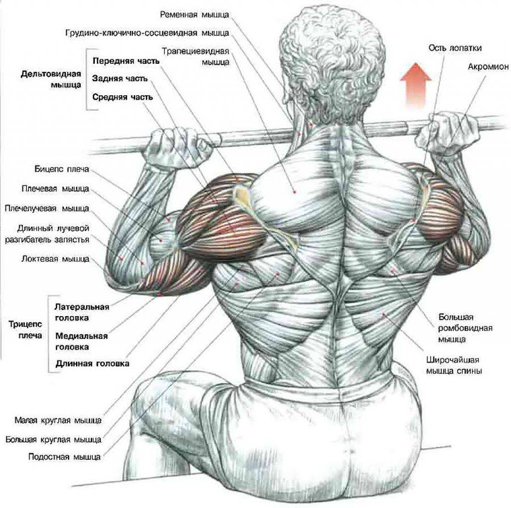 Дисбаланс мышц плеча - лечение, симптомы, причины, диагностика | центр дикуля