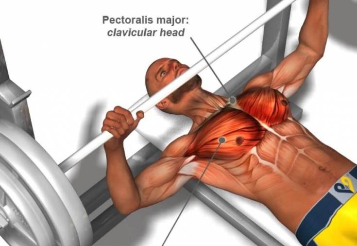 Жим свенда: техника и варианты упражнения на грудные мышцы