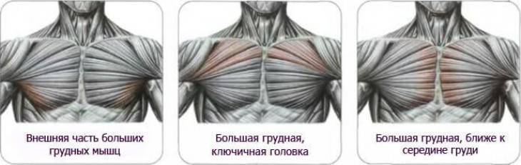 Как накачать внутреннюю часть грудных мышц: топ-7 упражнений и подробное видео