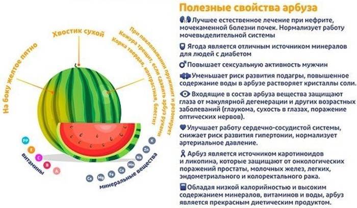 Лучшие сорта арбузов для средней полосы - дачные советы.ру