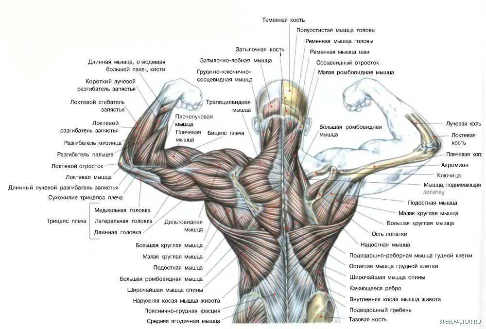 Анатомия : поверхностные мышцы спины