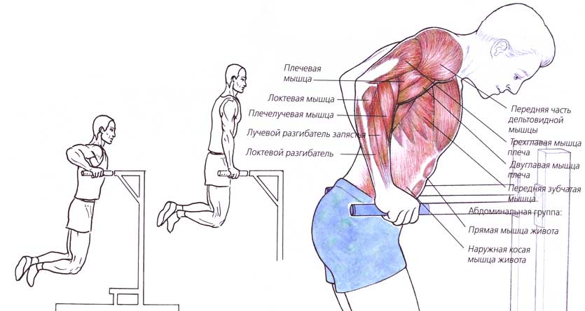 Упражнения на брусьях: какие мышцы работают + программа тренировок