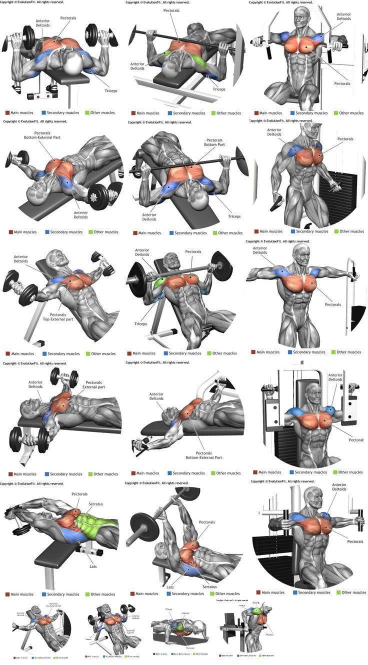 Базовые упражнения на грудь: техника, варианты для девушек и мужчин в тренажерном зале и дома