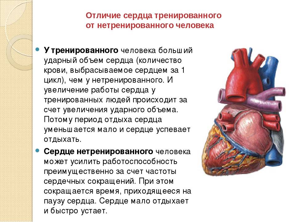 Какое сердце можно назвать. Тренировка сердечно-сосудистой системы. Сердце тренированного и нетренированного человека. Отличие тренированного сердца от нетренированного. Нагрузка на сердечносоудистую систему.