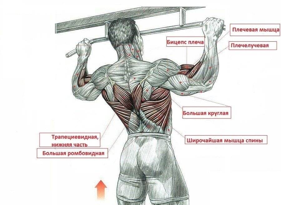Ejercicios dorsales gym