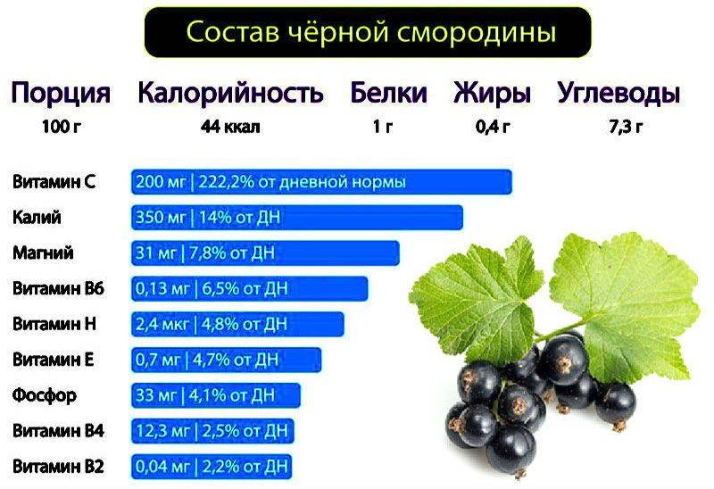 Белая смородина: полезные свойства и противопоказания, калорийность, вред и польза для здоровья