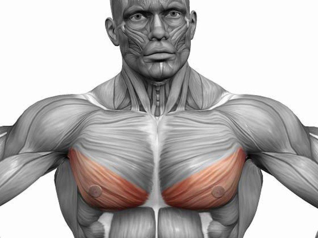 Как накачать грудь? лучшие упражнения для грудных мышц в зале