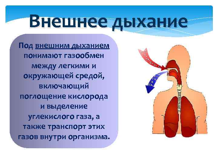 Свист при выдохе причины. Система органов дыхания. Газообмен между легкими и окружающей средой. Дыхательная система процесс.