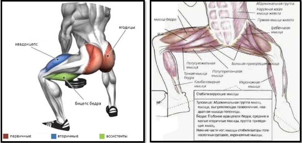 Приседания с гантелей между ног в домашних условиях: вес гантели, техника выполнения, какие мышцы работают - tony.ru