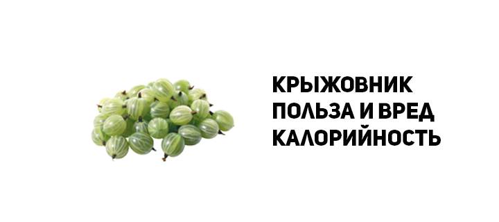 Крыжовник: польза и вред