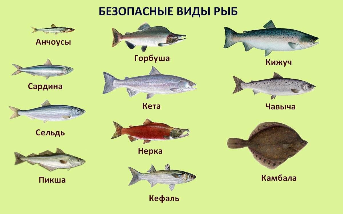 Cамая полезная рыба — 10 лучших сортов для здоровья человека