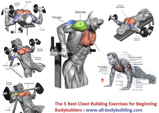 Топ-4 базовых упражнения на мышцы груди в тренажерном зале и дома