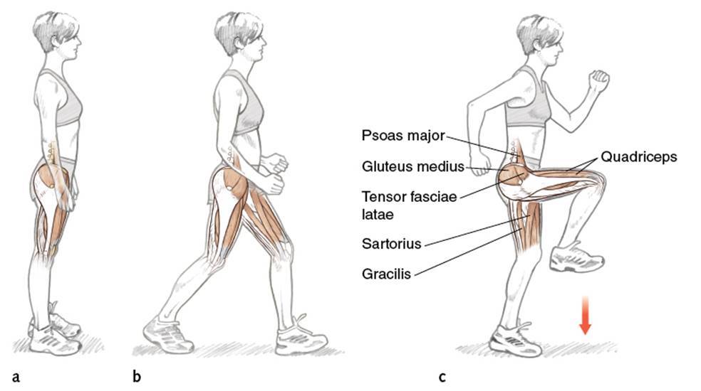 Какая нога сильнее. Какие мышцы работают при подъеме колена стоя. Какие мышцы работают при ходьбе. Мышцы задействованные при ходьбе. Мышцы ног задействованные при ходьбе.