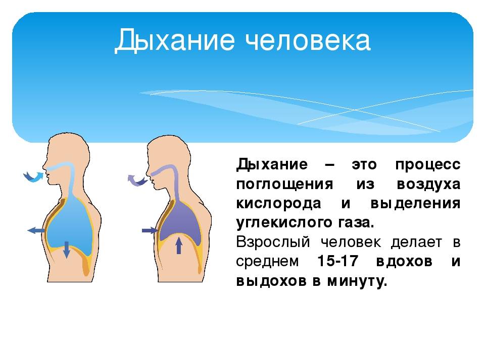 Как человек дышит рисунок