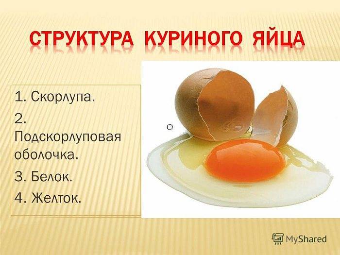 Можно ли есть яйца на завтрак: чем полезно употребление яиц по утрам