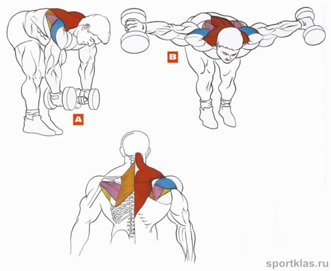 Как накачать заднюю поверхность плеч