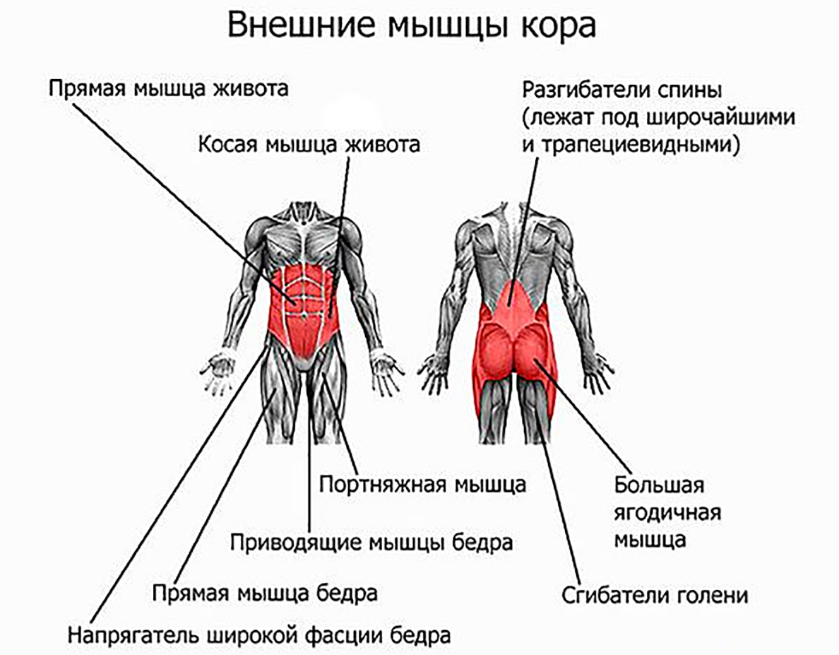 Какие мышцы самые. Мышцы стабилизаторы кора. Наружные мышцы кора.. Мышцы кора где находятся. Мышцы стабилизаторы поясничного отдела позвоночника.
