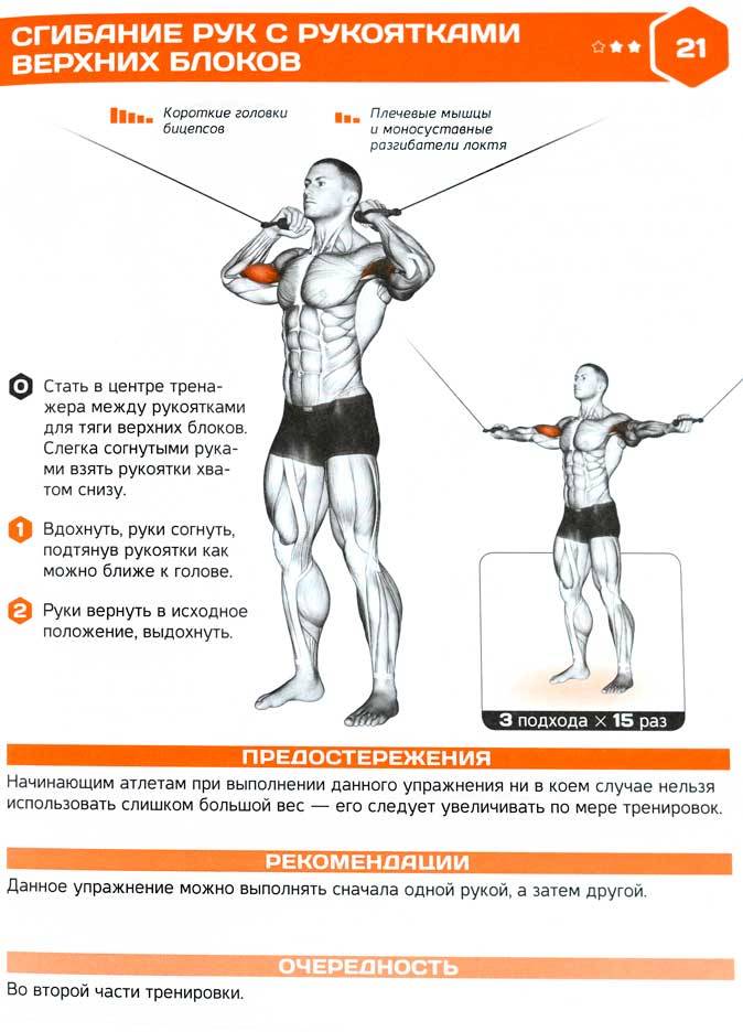 Сгибание рук со штангой стоя: полный обзор упражнения | rulebody.ru — правила тела