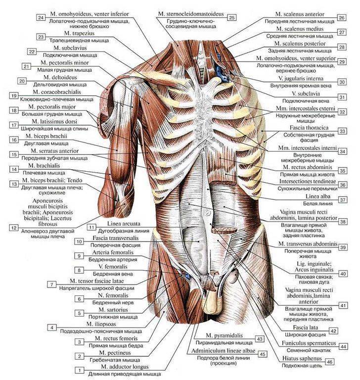 Анатомия мышц живота: строение и функции [обзор]